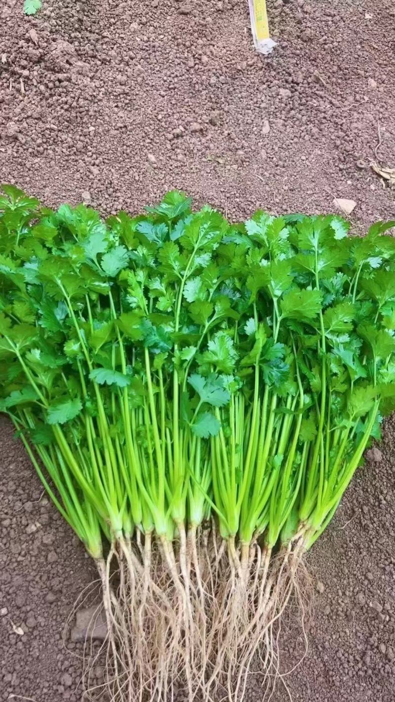 叶菜类香菜