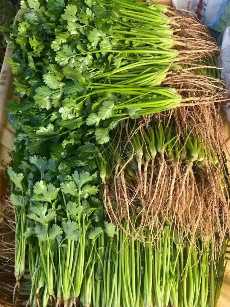 叶菜类香菜