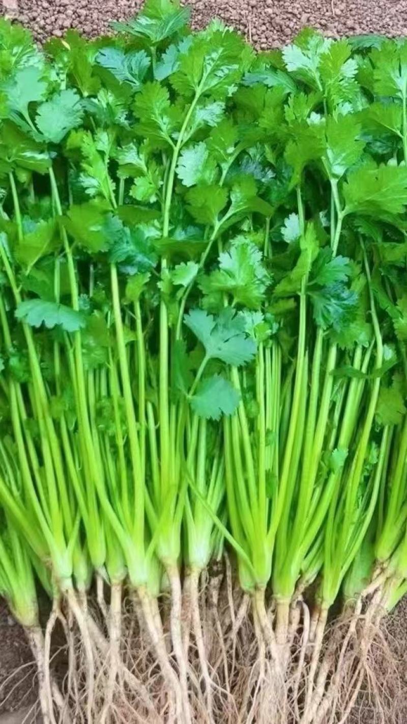 叶菜类香菜