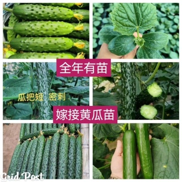 嫁接黄瓜苗强雌密刺黑油亮短把绿瓤产量高抗病强现苗发