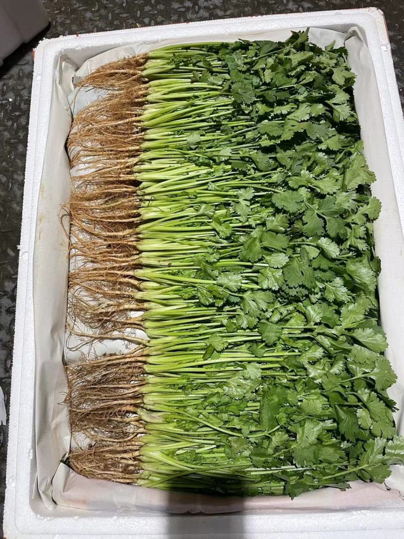 叶菜类香菜