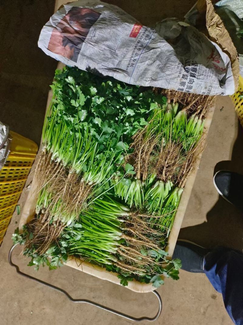 叶菜类香菜