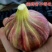 无花果树苗，彩色无花果，基地直发签约合同，实地考察包品种