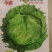【精品】量大批发耐抽苔生菜种子半结球生菜种子100克