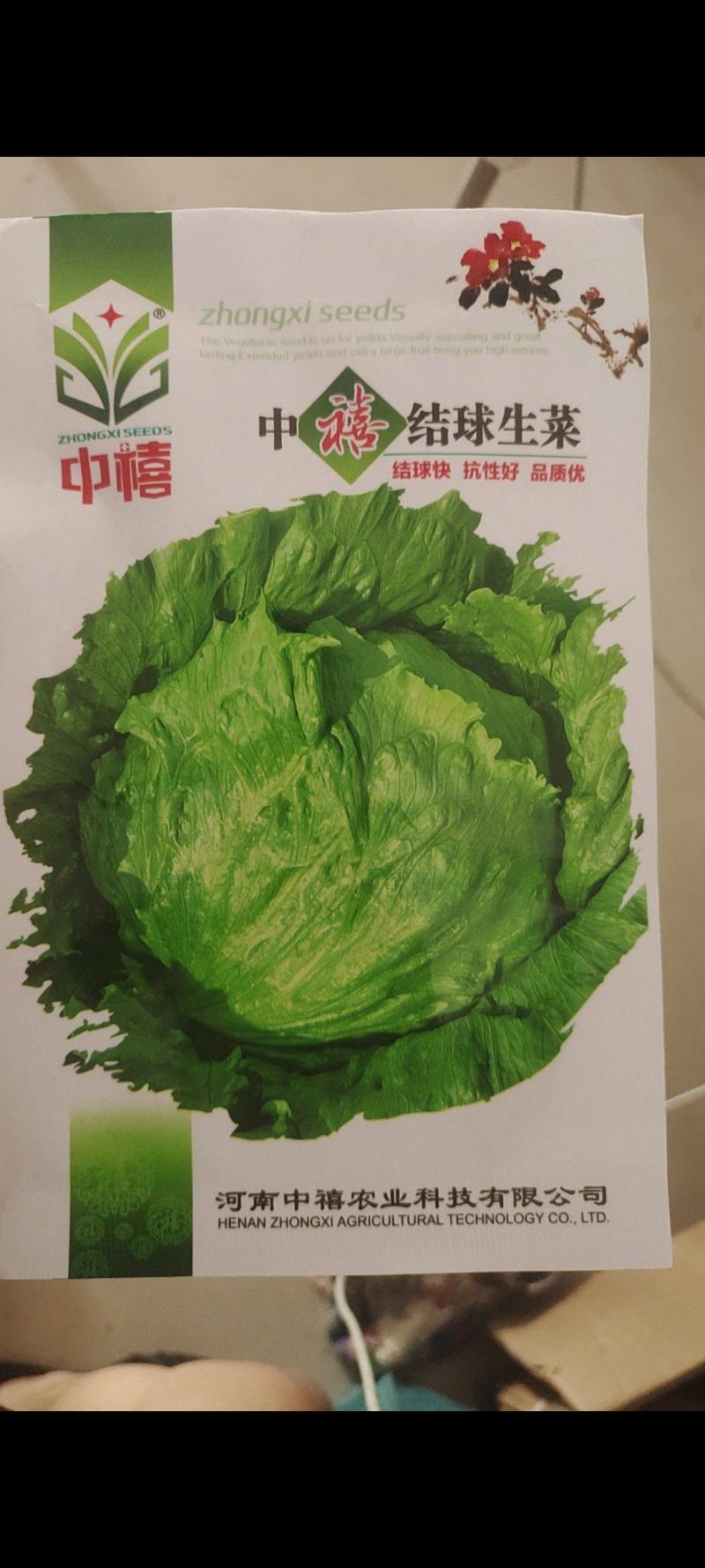 【精品】量大批发耐抽苔生菜种子半结球生菜种子100克