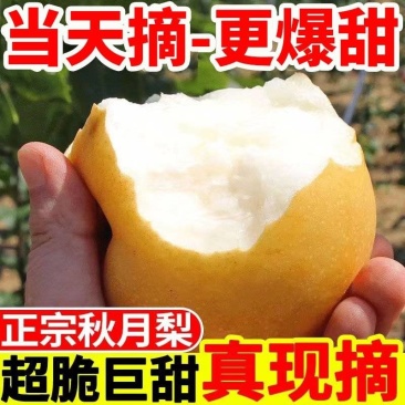 包邮【爆甜】山东正宗秋月梨水果新鲜应季脆甜薄皮梨子整箱
