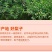 包邮【爆甜】山东正宗秋月梨水果新鲜应季脆甜薄皮梨子整箱