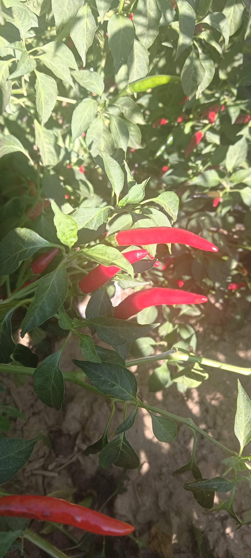 新一代高辣辣椒干湿货都有，901大量有精品货，打粉货，