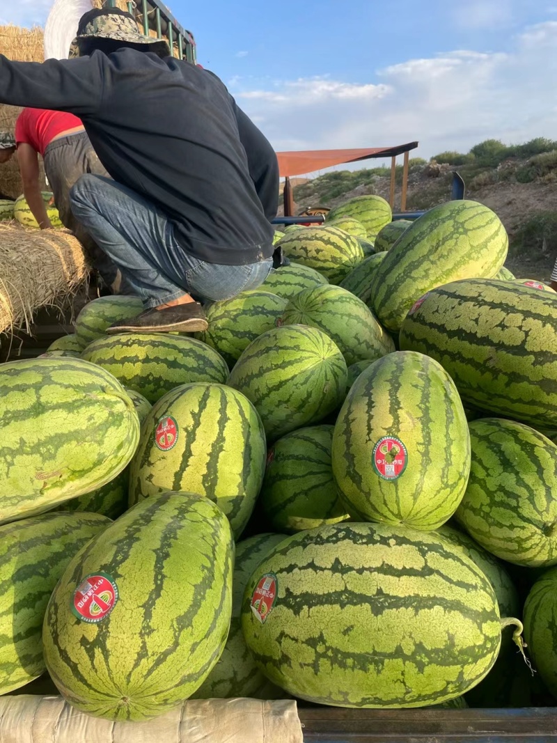 精品头茬金花6号硒砂瓜，大量有货产地直发!