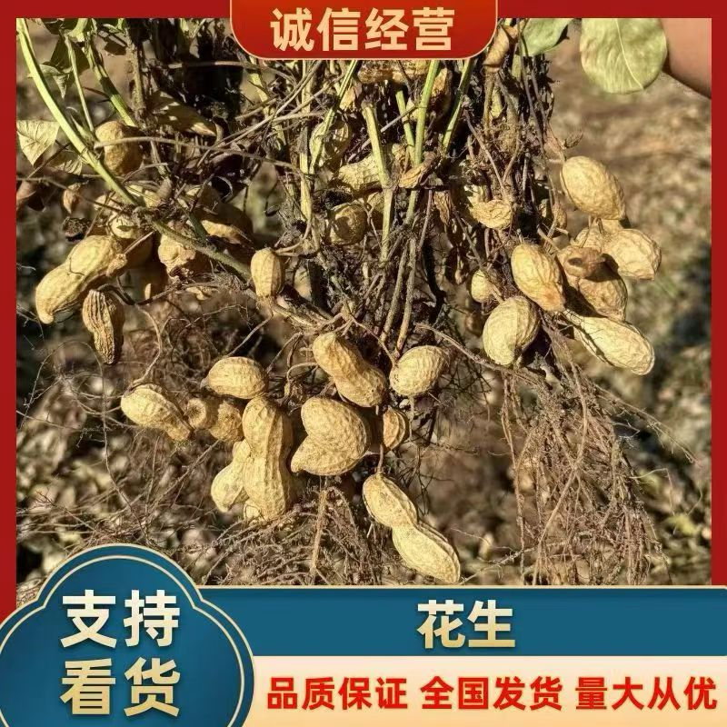 陕西省大荔县沙地种植大角花生大量上新