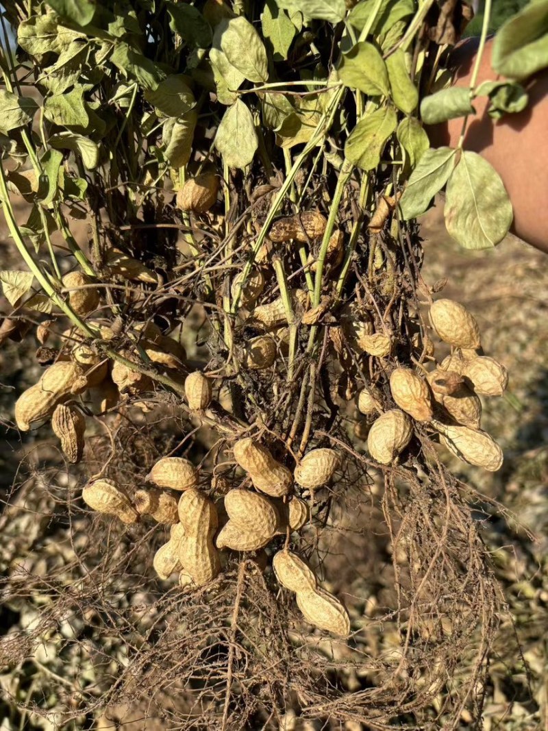 陕西省大荔县沙地种植大角花生大量上新
