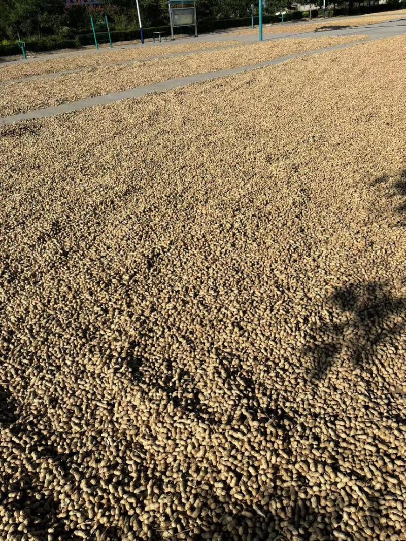 陕西省大荔县沙地种植大角花生大量上新