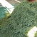 干豆角丝15厘米以上架豆王干丝，价格优惠欢迎采购