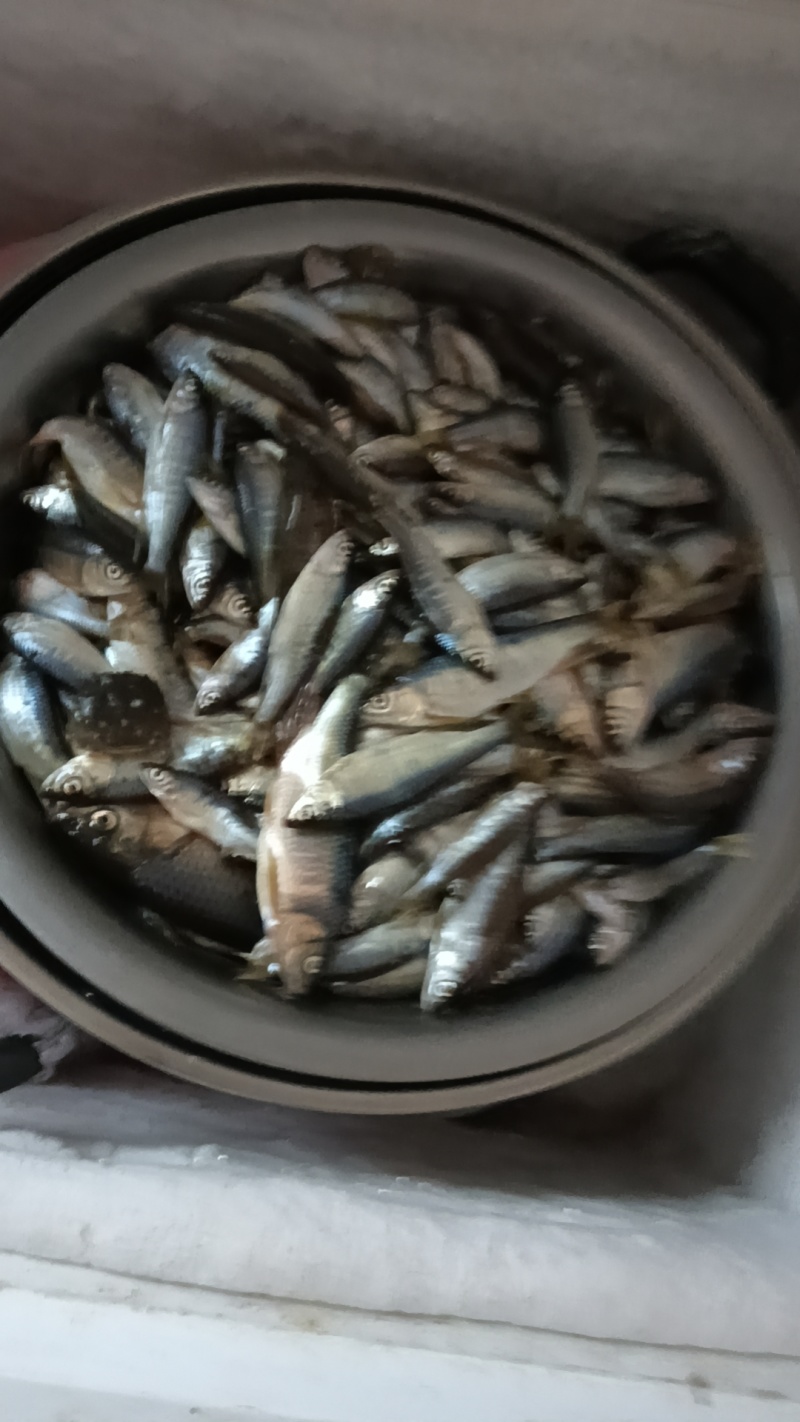 桃花鱼马口鱼