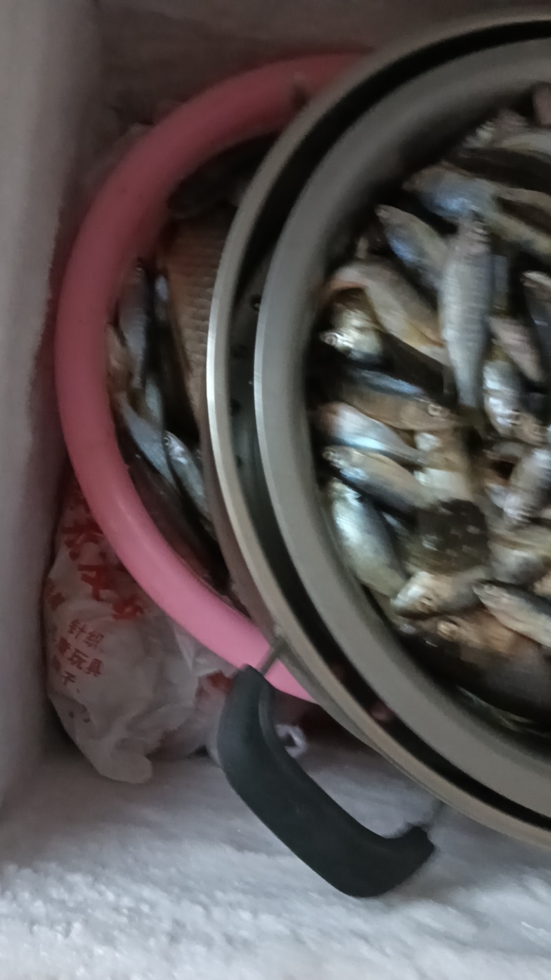 桃花鱼马口鱼