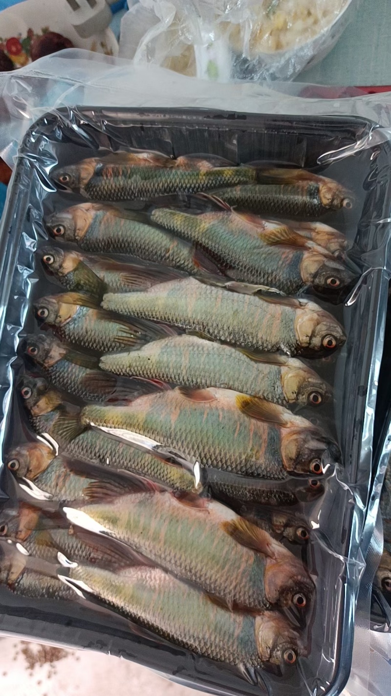 桃花鱼马口鱼