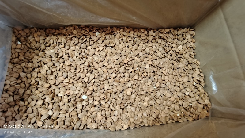 甜杏仁生带皮选货籽类饱满食用级别无硫量大从优