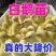 常州三花鹅苗包防疫包运输包成活率货到满意付款诚信服务