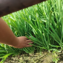 精品韭菜头刀