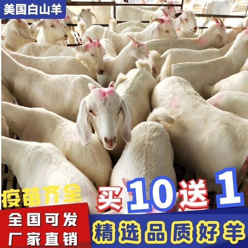 纯种山羊活苗小羊羊羔山羊种公羊怀孕母羊白山羊