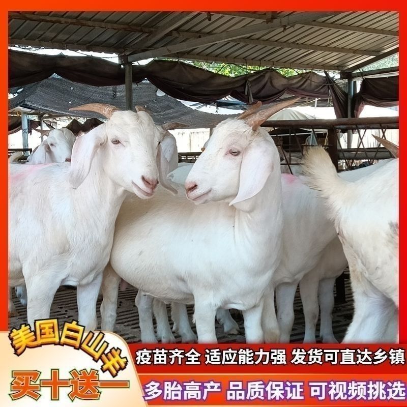纯种山羊活苗小羊羊羔山羊种公羊怀孕母羊白山羊