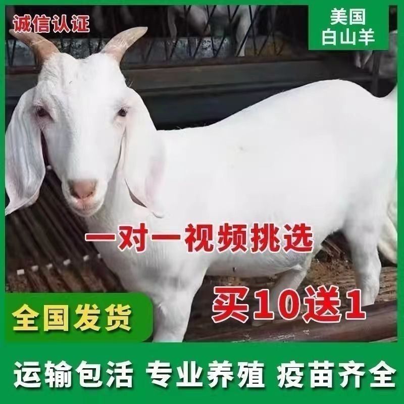 纯种山羊活苗小羊羊羔山羊种公羊怀孕母羊白山羊