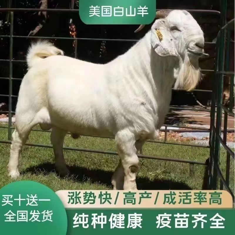 纯种山羊活苗小羊羊羔山羊种公羊怀孕母羊白山羊