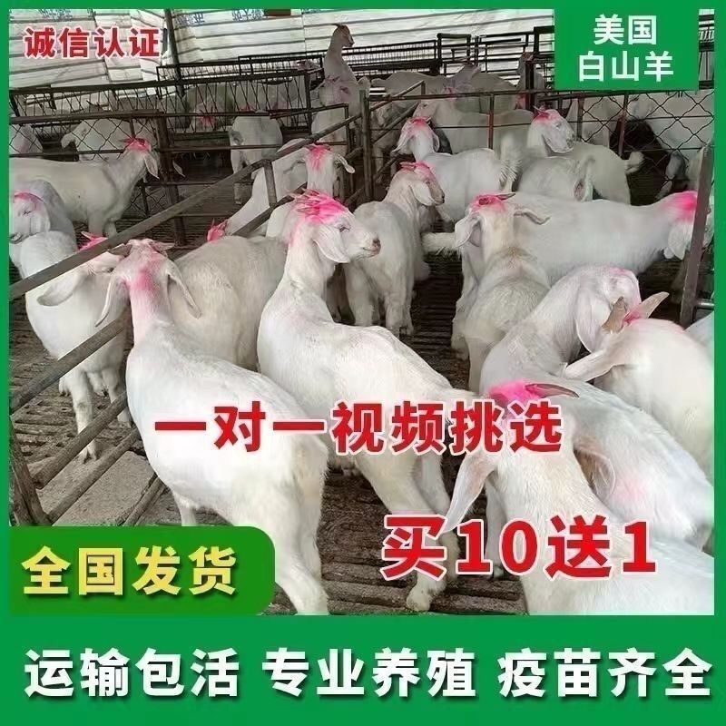 纯种山羊活苗小羊羊羔山羊种公羊怀孕母羊白山羊