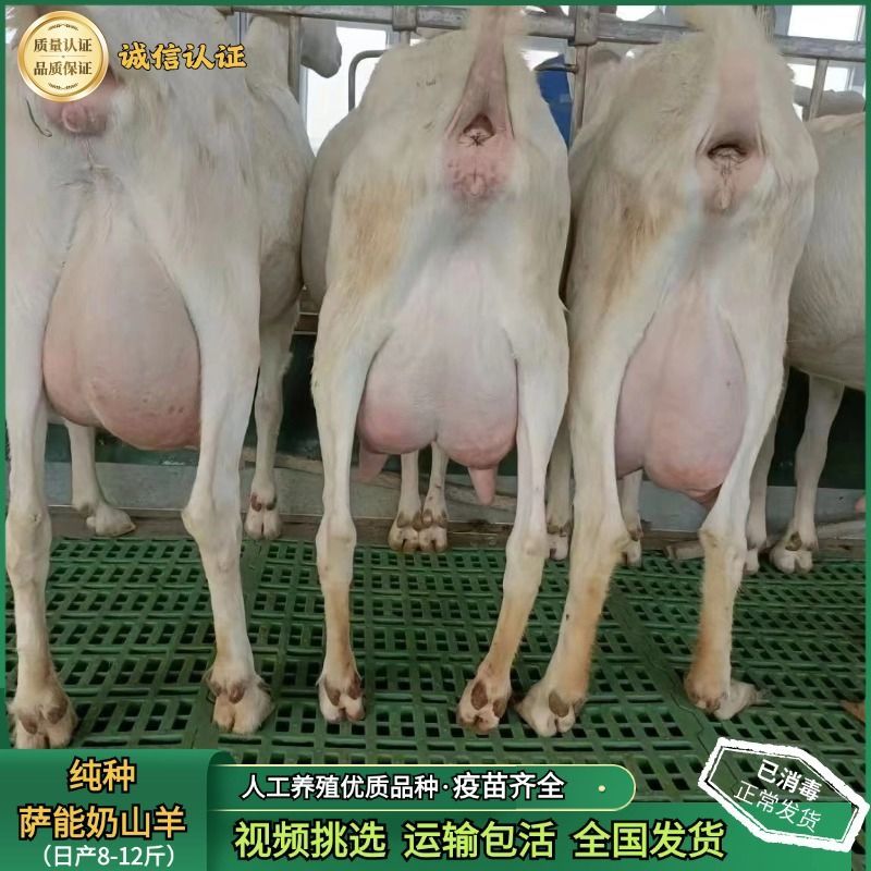 纯种山羊活苗小羊羊羔山羊种公羊怀孕母羊白山羊