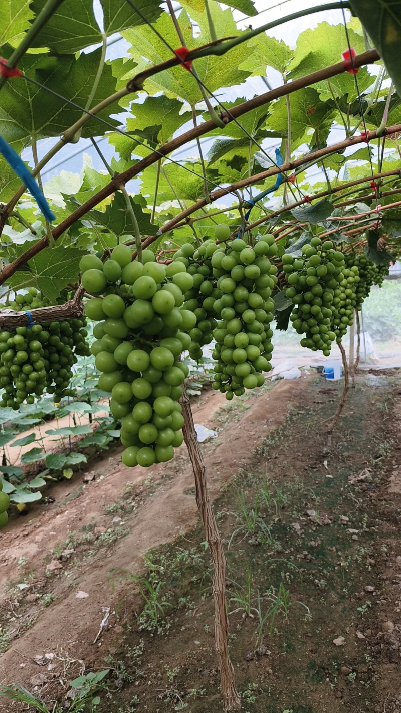 阳光玫瑰葡萄大量上市电商市场商超全国发货