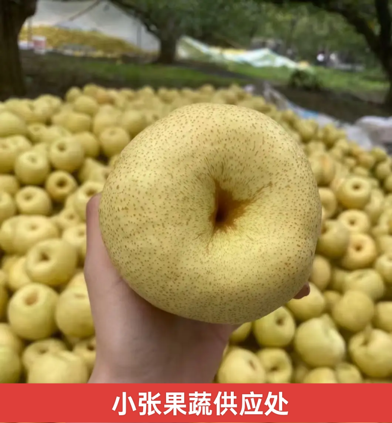 砀山酥梨一手货源现摘现发承接电商加工批发社区团购
