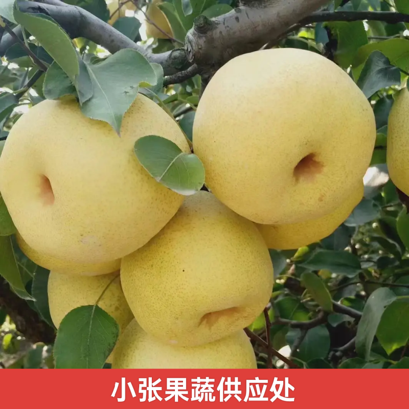砀山酥梨一手货源现摘现发承接电商加工批发社区团购