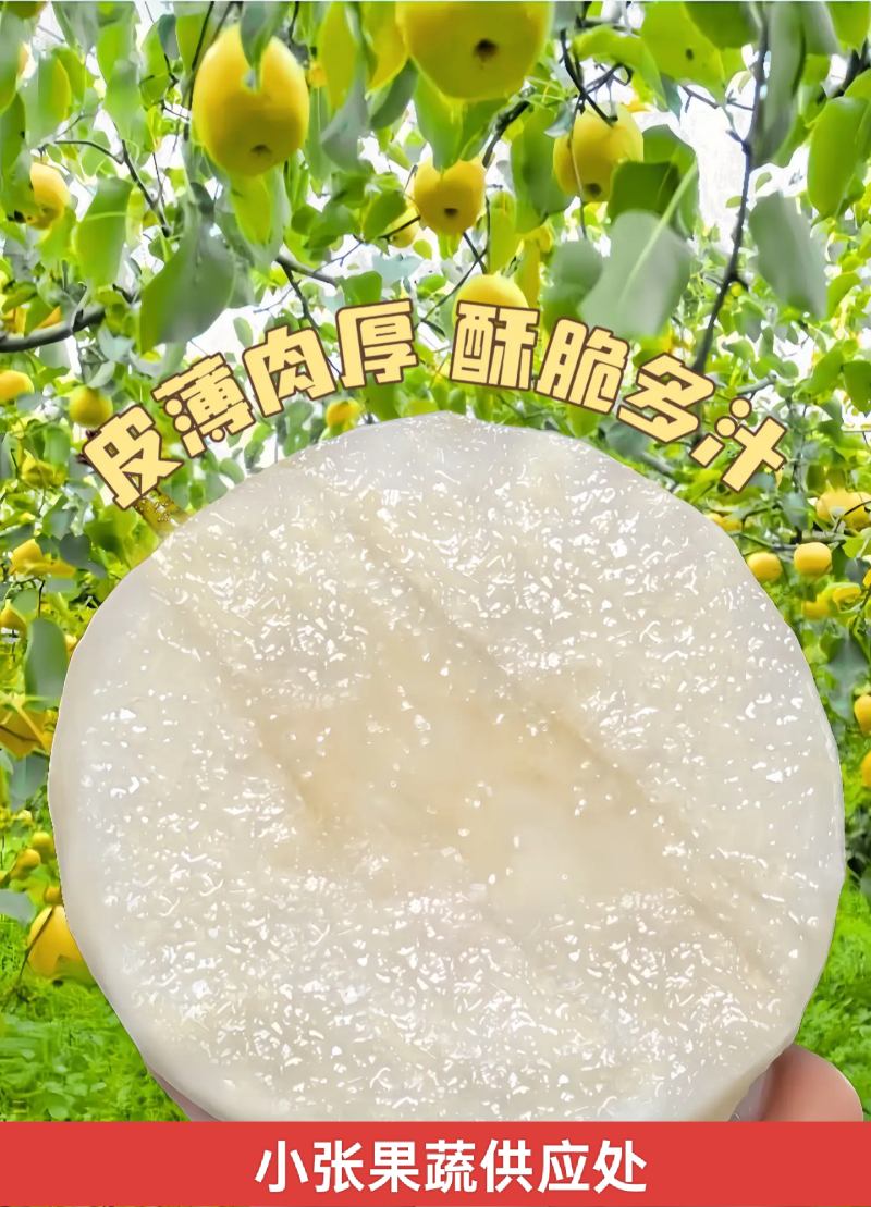 砀山酥梨一手货源现摘现发承接电商加工批发社区团购