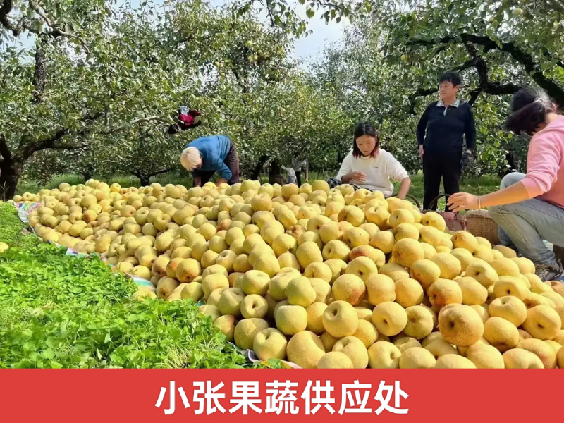 砀山酥梨一手货源现摘现发承接电商加工批发社区团购