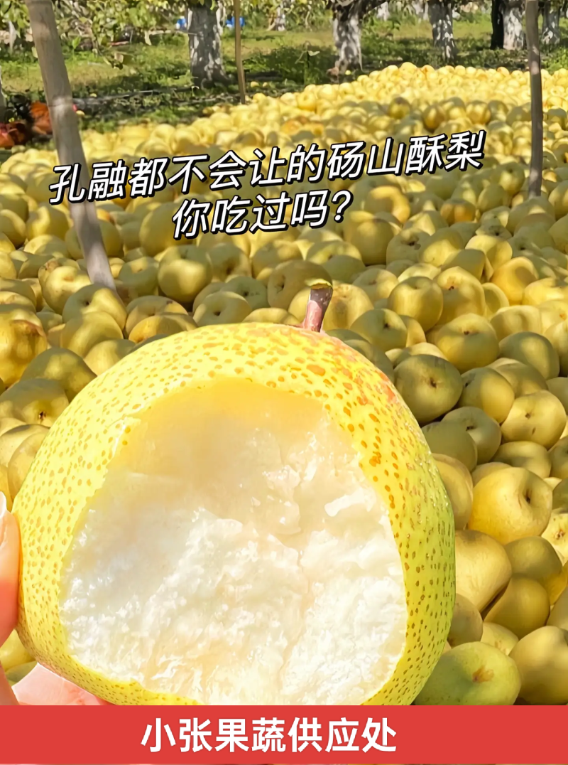 砀山酥梨一手货源现摘现发承接电商加工批发社区团购