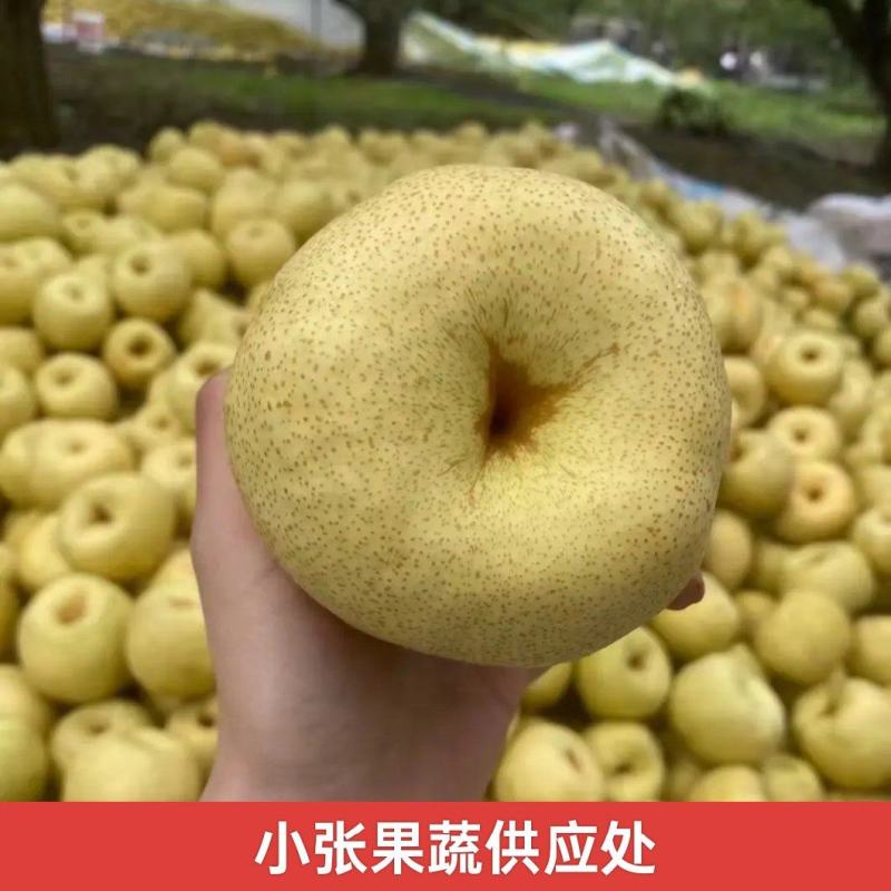 砀山酥梨一手货源现摘现发承接电商加工批发社区团购