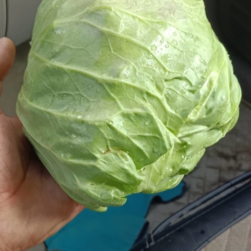甘蓝大量上市