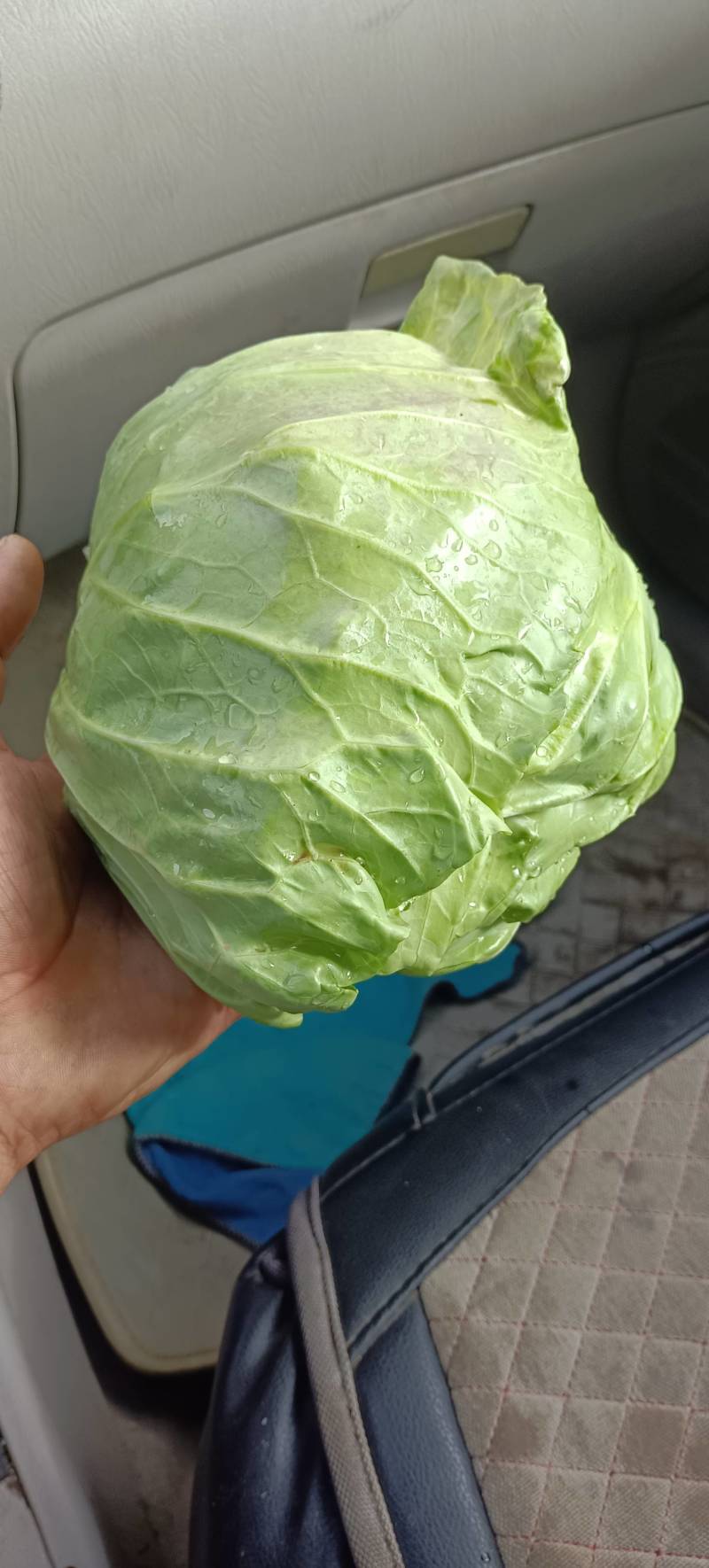 甘蓝大量上市