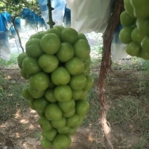 夏邑县万亩阳光玫瑰葡萄大量上市质量优品颗粒均匀香甜可口欢