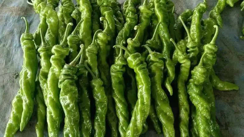 【推荐老店】湖北辣椒螺丝椒产地直发商超品质全国发货