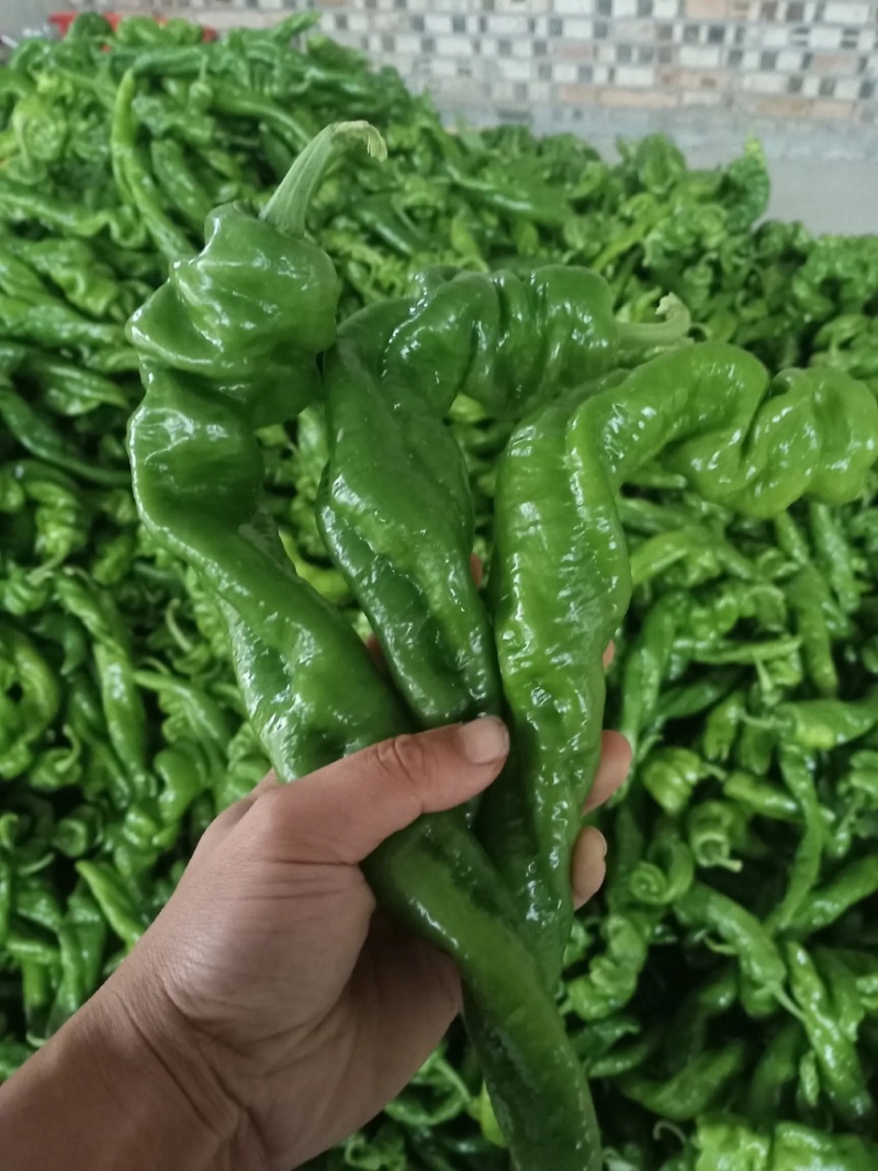【推荐老店】湖北辣椒螺丝椒产地直发商超品质全国发货