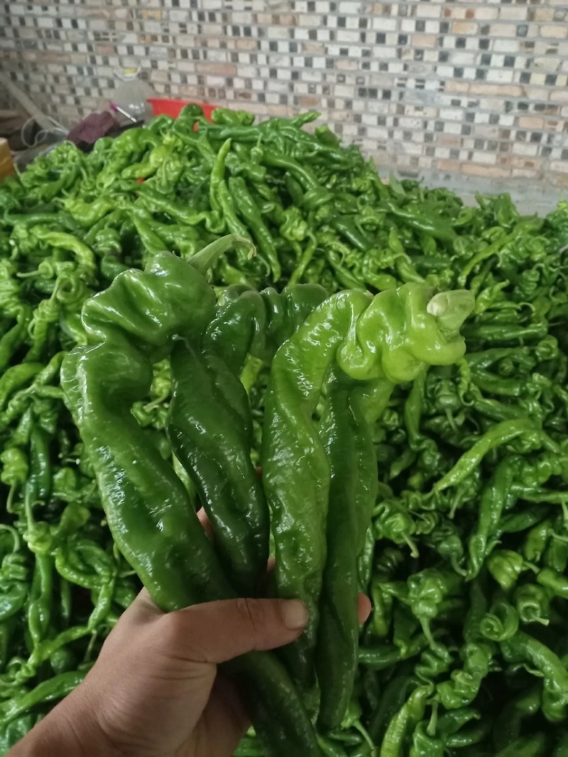 【推荐老店】湖北辣椒螺丝椒产地直发商超品质全国发货