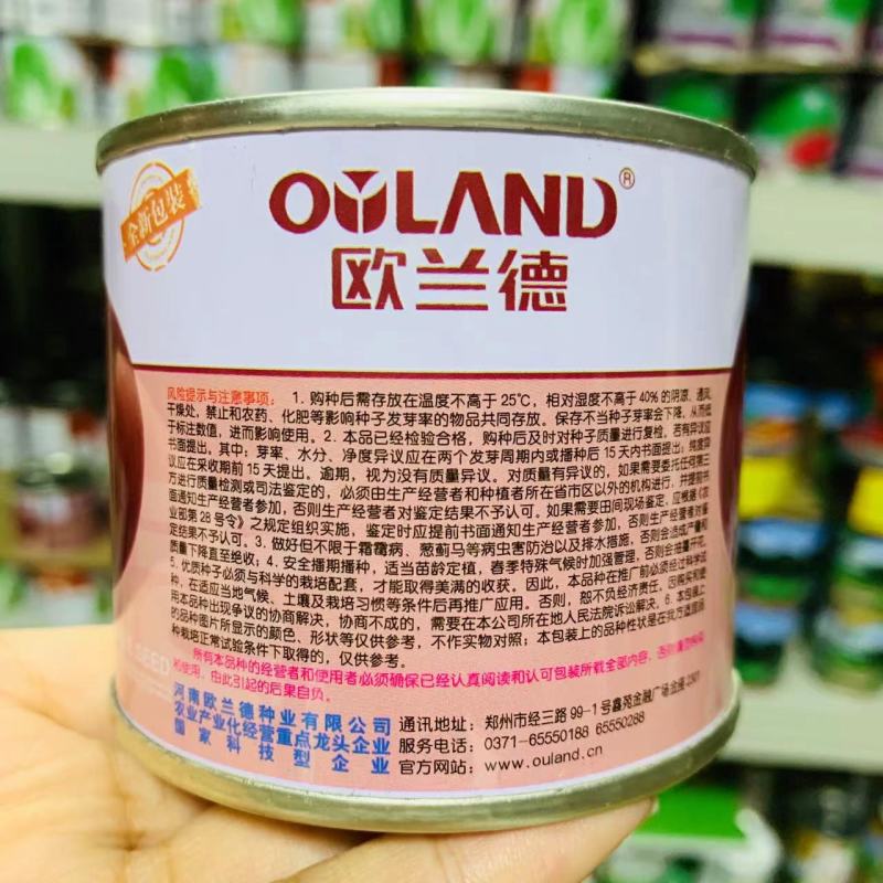 宏森高大壮洋葱种子紫红皮洋葱种子中高桩口感脆甜辣味适中