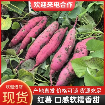 红薯红瑶红薯红薯界里的天花板，软糯香甜，回头客爆棚