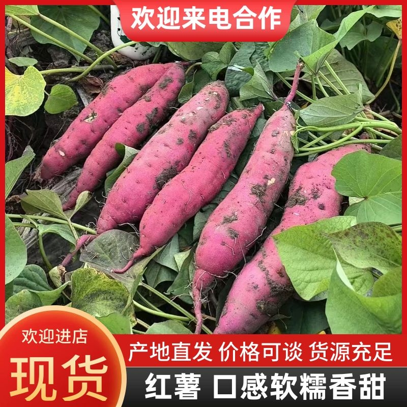 红薯红瑶红薯红薯界里的天花板，软糯香甜，回头客爆棚