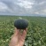 【推荐】内蒙沙地小贝贝南瓜精品贝贝南瓜种植基地