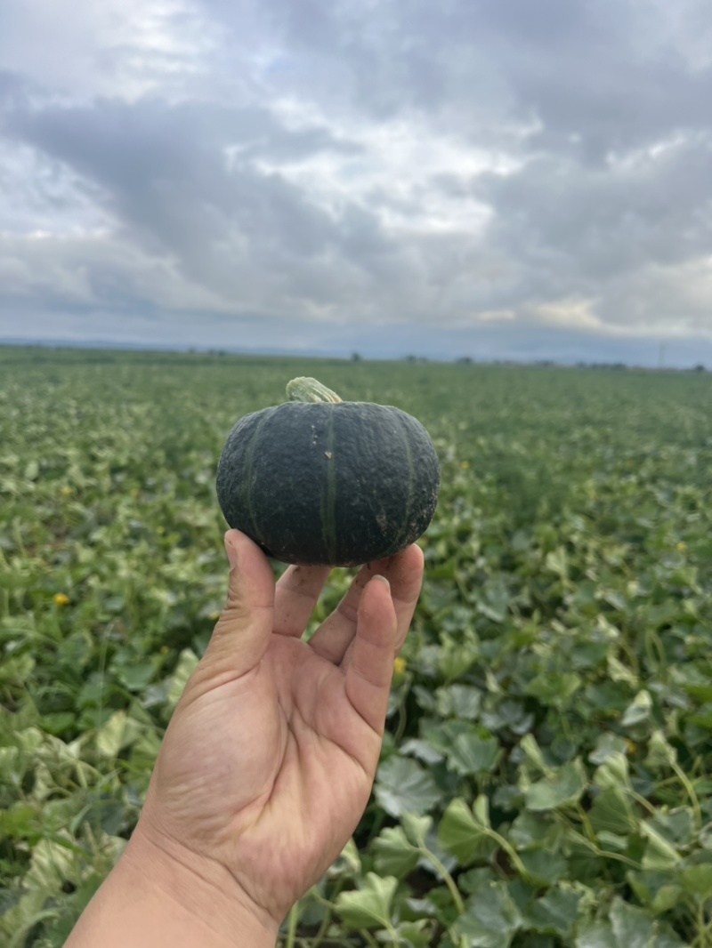 【推荐】内蒙沙地小贝贝南瓜精品贝贝南瓜种植基地