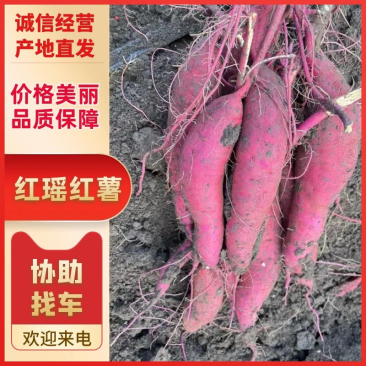 紫皮白心红薯红瑶红薯大量上市可视频看货