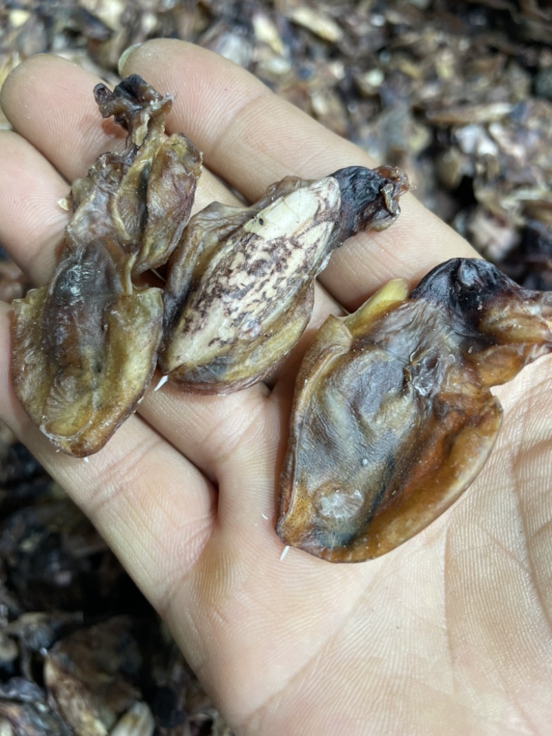 小墨鱼干纯淡足干墨鱼仔汤底料鲜味十足一手货源批发