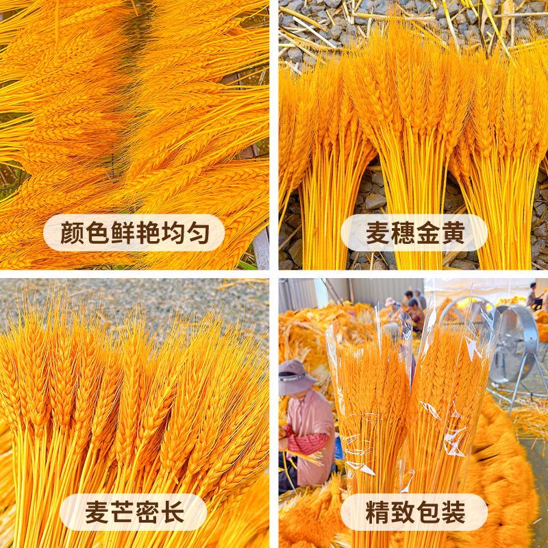 莱彩黄金大麦，大麦干花，麦穗干花，开业大麦